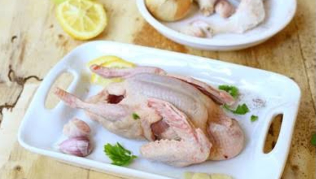 Pigeon 