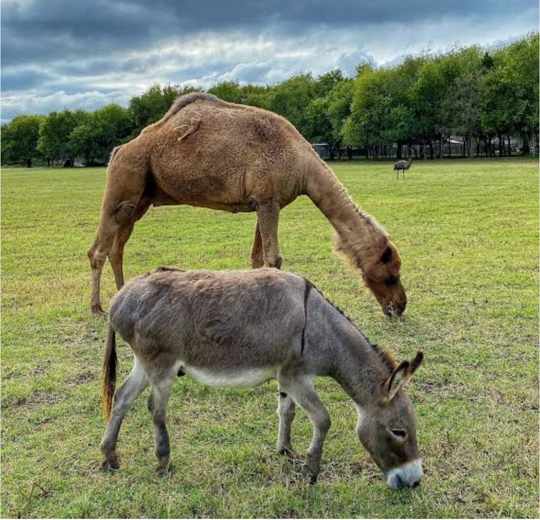 Camel & Donkey Milk